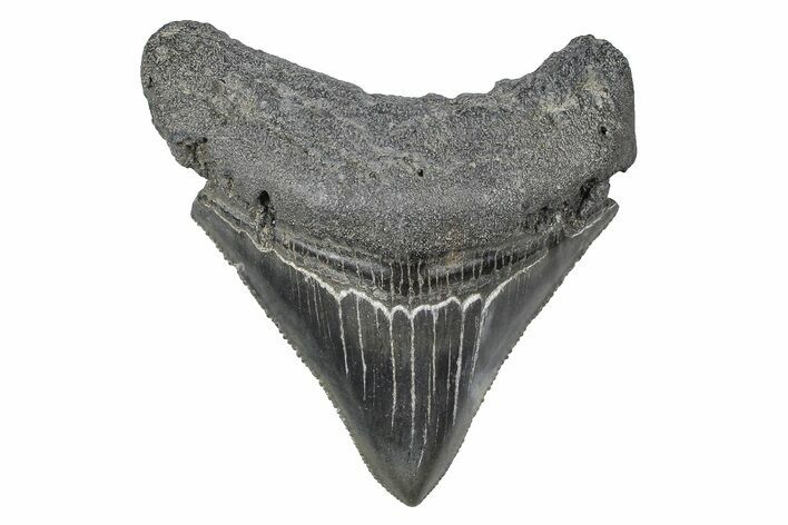 Serrated, Juvenile Megalodon Tooth - South Carolina #383756